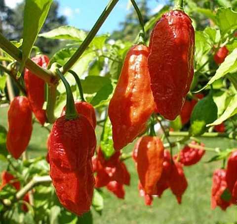 Naga Bhut Jolokia seed  Ghost Pepper ghost chilli